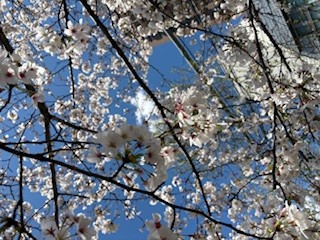 sakura